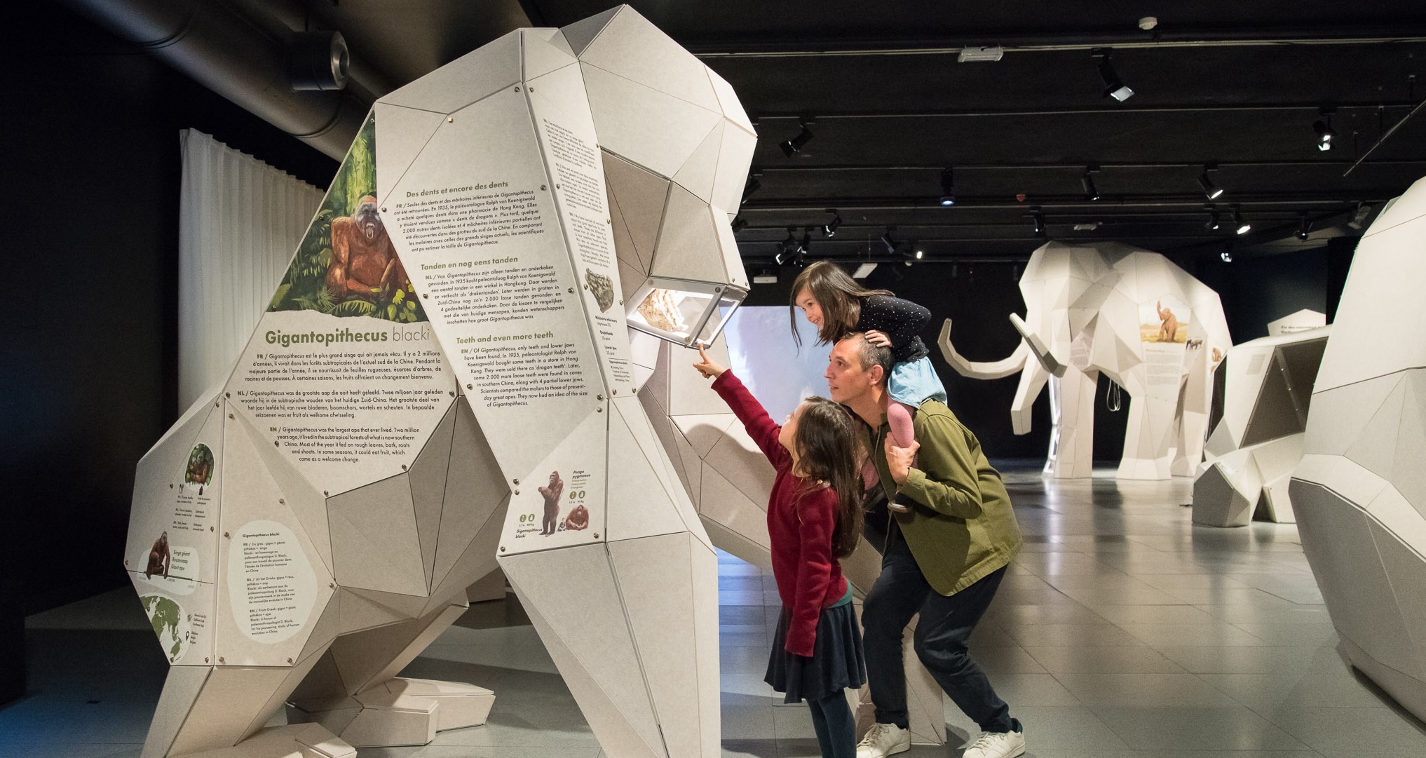 Gigantopithecus©IRSNB