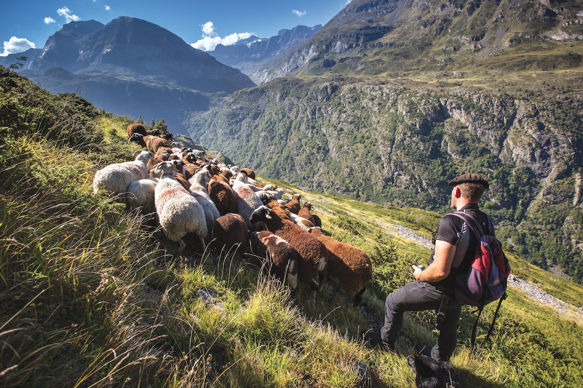Gavarnie Berger et son troupeau©HPTE_Pierre_Meyer