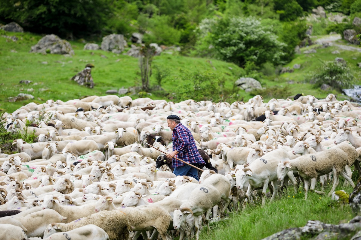 Pastoralisme_Ariege©Stephane_Meurisse_ADT09