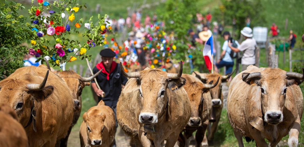 Transhumance Aubrac©B.Colomb-Lozere Sauvage_PACT Aubrac