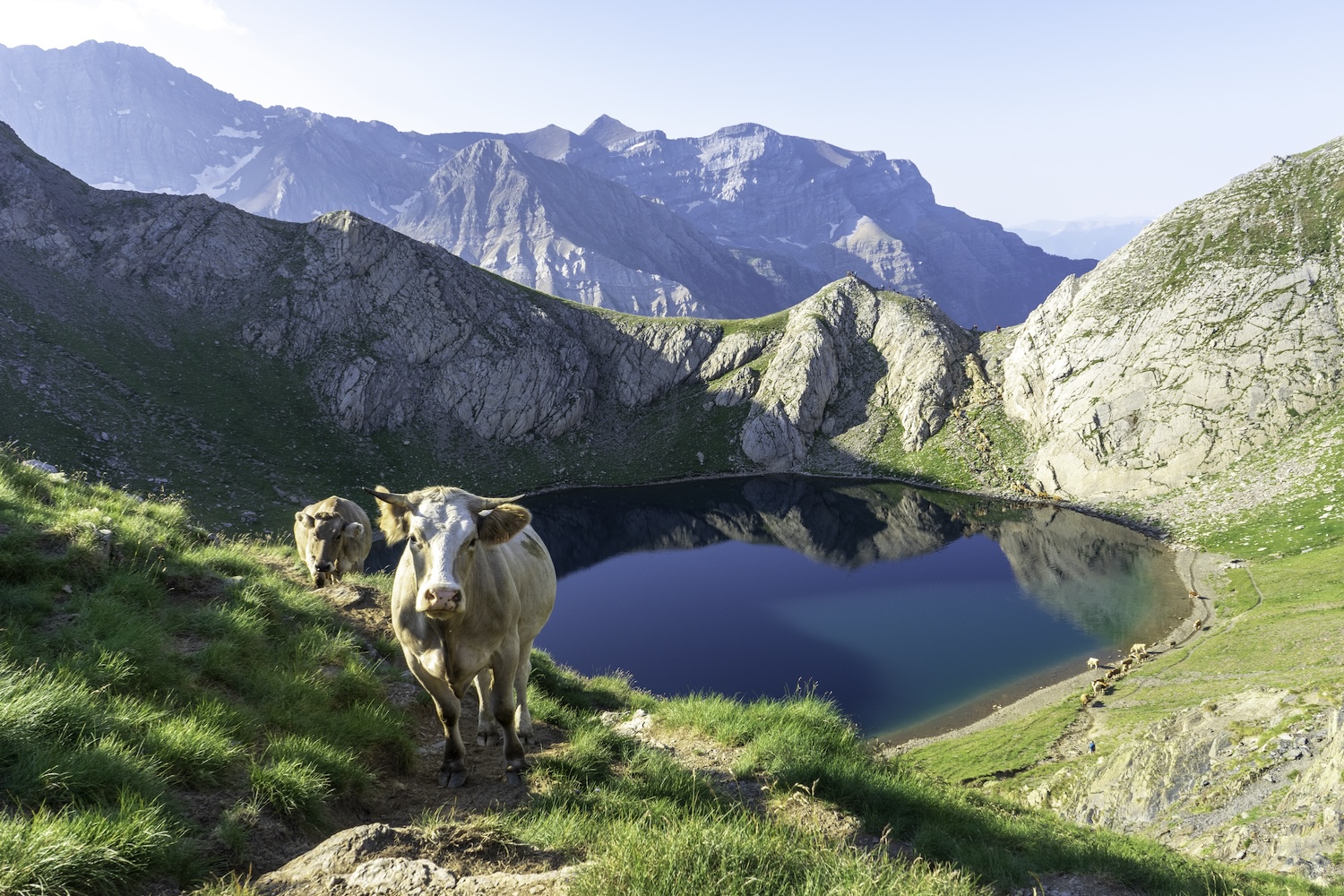 Transhumance La Bernatoire©Anthony Bonal