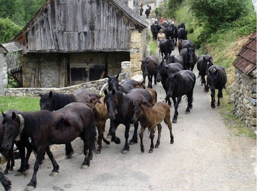 Transhumance Mérens©OT Pyrénées cathares